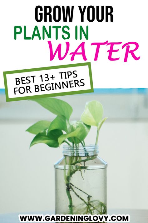 Amazing 13 tips for growing plants in water How To Grow Plants In Water Only, Plant Food For Plants In Water, Plants Propagation In Water, Grow In Water Plants, Fertilizer For Plants In Water, Growing Houseplants In Water, Water Propagation Fertilizer, Plant Cuttings In Water, Plants In Water Vase How To Grow