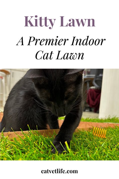 Looking to revolutionize your cat care with indoor cat grass ideas? Kitty Lawn is an indoor cat grass patch that will allow your indoor cats to be outdoor cats. It's a one-time purchase or a cat box subscription that delivers a patch of real grass to your home.  Unique gifts for cats can be easy. This feline product will allow your cat to become an indoor-outdoor cat. Introduce your indoor cats to the joy of grass between their paws! Click the link to get a 10% discount code. Indoor Cat Grass Bed, Cat Grass Pond, Grass For Cats, Grass Patch For Cats, Grass Bed, Stop Kitty Litter Tracking, Gifts For Cats, Cat Vet, Living With Cats