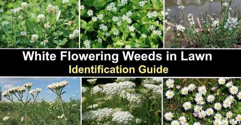 White Flowering Weeds in Lawn: Identification and Control (With Pictures) | Leafy Place Common Lawn Weeds, Weeds In Lawn, Healthy Lawn, Invasive Plants, Small White Flowers, Flowers Aesthetic, Chamomile Flowers, Types Of Soil, Ground Cover