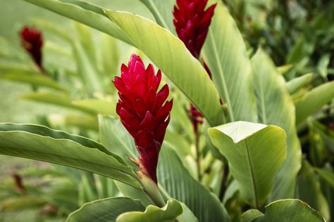 Ginger Plant, Mint Plants, Leaf Ornament, Plant Information, Organic Gardening Tips, Leaf Background, Plant Cuttings, Tropical Flower, Blurred Background