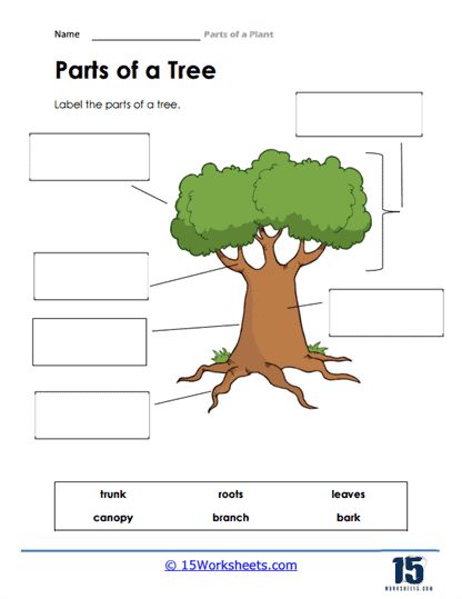 Parts of a Tree Worksheet - 15 Worksheets.com Parts Of A Tree Worksheet, Parts Of A Tree, Tree Worksheet, Holiday Science, Tree Diagram, Kindergarten Social Studies, The Worksheet, Parts Of A Plant, Summer School