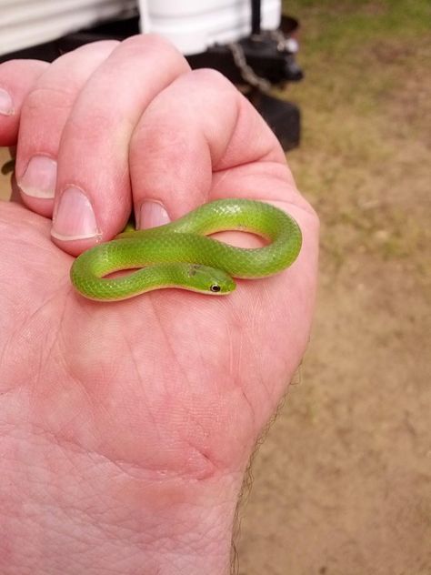 This Little Green Snake http://ift.tt/2oP8HQV Baby Snakes Cute, Rough Green Snake, Pics Of Snakes, Grass Snake, Tiny Snake, Snake Green, Baby Snakes, Small Snake, Pretty Snakes