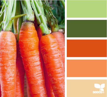 carrot hues Design Seeds Color Palette, Orange Room, Carrot Colour, Organic Cooking, Seeds Color, Design Seeds, Color Palate, Kitchen Color, Color Crush