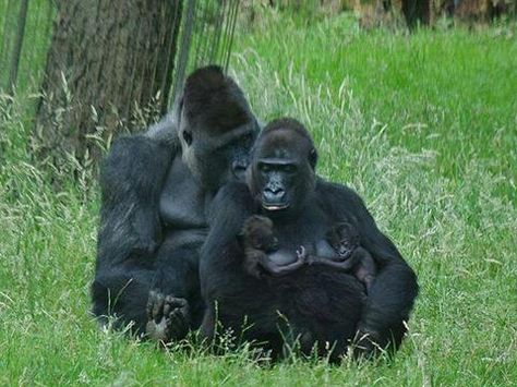 Beautiful family portrait. Mama nurses the twins whilst Dad's got her back :) Gorilla Family, Silverback Gorilla, Baby Gorillas, Ape Monkey, Baby Twins, Mountain Gorilla, Great Ape, Monkeys Funny, Primates