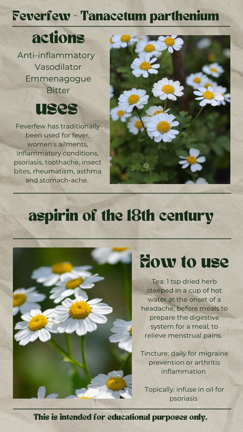 #naturalremedy #migraine #feverfew #herbalism #folkmedicine Feverfew Uses, Feverfew Benefits, Magickal Plants, Craft Useful, Medicinal Flowers, Medicinal Herbs Remedies, Tea Plants, Core Aesthetics, Herbal Remedies Recipes