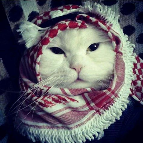 Muslim Cat Pfp, Habibi Cat, Muslim Cat, Arab Pfp, Arab Hat, Wallpaper Muslim, Profile Cute, Cat Dressed Up, Cat Profile