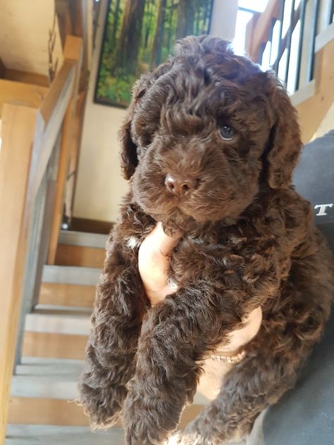 Labradoodle Aesthetic, Chocolate Labradoodle, Lagotto Romagnolo, Labradoodle Dogs, Cute Small Dogs, Very Cute Puppies, Labradoodle Puppy, Dog Aesthetic, Cute Pups