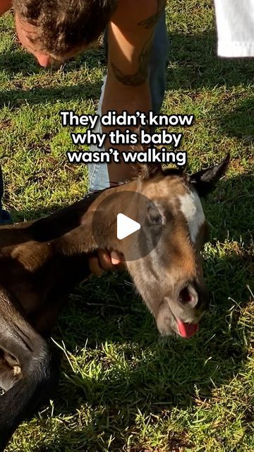 The Dodo on Instagram: "The way they helped him is so amazing!

This baby horse could even stand 😭 Now watch him run with his mama! 

Keep up with more rescues @familyorchards" Horse Rescue Facility, Rescue Horse, Starting An Animal Rescue, How To Start An Animal Rescue, Baby Horse, Animal Training, Horse Rescue, Baby Horses, Keep Up