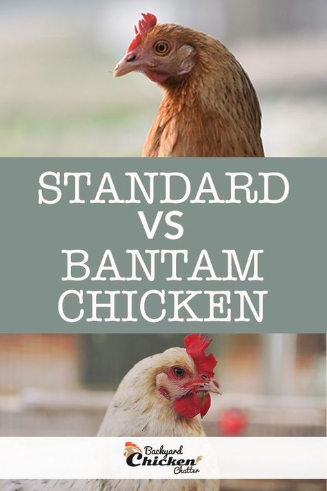 Should you get a standard chicken or Bantam? This guide will help you decide which breed is best for you! Largest Chicken Breed, Chicken Breeds For Eggs, Bantam Chicken Breeds, Bantam Chicken, Baby Chicks Raising, Meat Rabbits, Bantam Chickens, Types Of Chickens, Urban Chickens