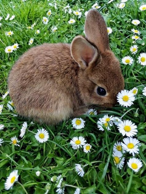 Wild Rabbit Aesthetic, Cute Bunny Pics, Animals In Spring, Bunny Reference, Cute Spring Animals, Rabbit Aesthetic, Animals In Nature, Summer Animals, Cute Forest Animals