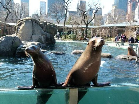 Central Park Zoo Tours & Tickets 2021 - New York City New York Zoo, New York City Attractions, Central Park Zoo, New York City Pictures, City Picture, New York Landmarks, Central Park Nyc, Atv Tour, Us Travel Destinations