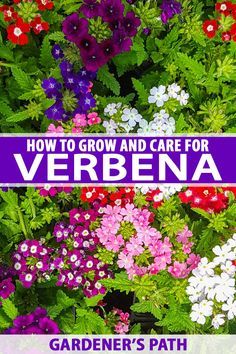 Verbena Plant, Container Gardening Flowers, Watchful Eye, What To Watch, Shed Light, Diy Simple, Tattoo Sketch, Annual Flowers, Beautiful Flowers Garden