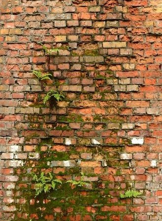 Overgrown Brick Wall, Old Brick Wall Texture, Brick Wall Aesthetic, Brick Wall Outside, Brick Wall Painting, Brick Aesthetic, Old Wall Texture, Brick Wall Art, Texture Pictures