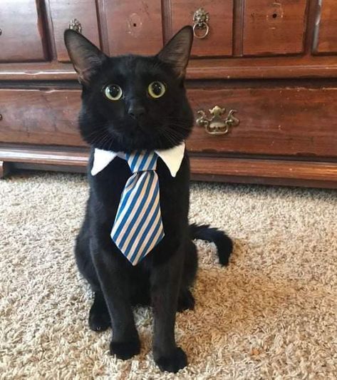 Wojskowy Humor, Business Cat, Cat Dressed Up, Funny Looking Cats, Kitten Care, Silly Cats Pictures, Cat Icon, Silly Animals, Cat Costumes