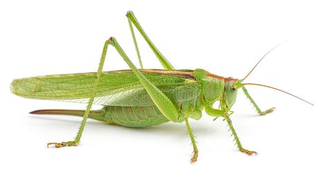 Green grasshopper isolated on white. Background. Side view, macro , #sponsored, #isolated, #white, #Green, #grasshopper, #view #ad Grasshopper Cartoon, Grasshopper Pictures, Grasshopper Images, Green Grasshopper, Adventure Magazine, Cool Bugs, Post Animal, Montessori Ideas, Praying Mantis