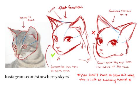 Cat Face Anatomy Drawing, How To Draw Cat Anatomy, Cat Head Drawing Reference, Warrior Cats Anatomy, Draw Cat Tutorial, Warrior Cats Tutorial, Warrior Cats Art Tutorial, Cat Side Profile Drawing Reference, How To Draw Cat Paws