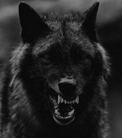 Wolves Aesthetic Dark, Wolf Aesthetic Dark, Dark Wolf Aesthetic, Wolf Dark, Scary Wolf, Dark Wolf, Werewolf Aesthetic, Wolf Pictures, Native American Heritage