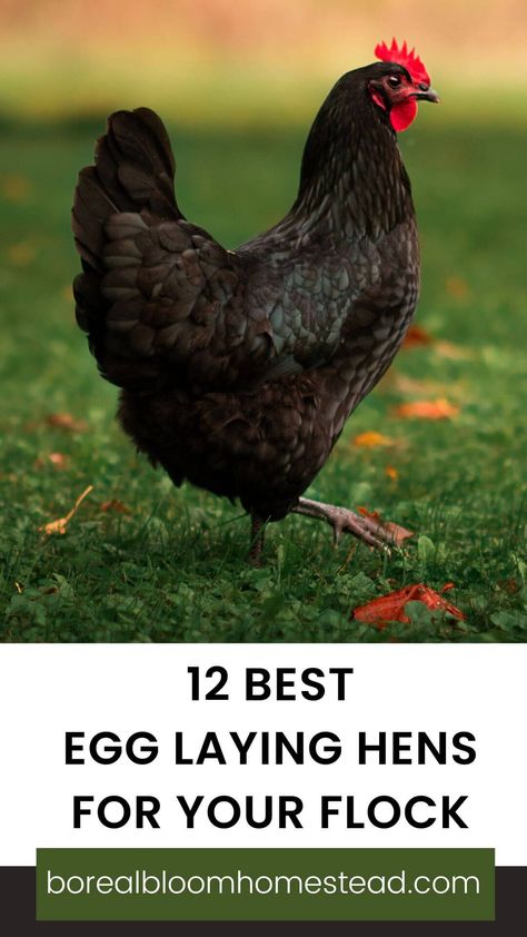 12 Best Egg Laying Chickens For Your Flock | Ready to add some egg-citing new members to your backyard flock? Discover the best high-production hens for your needs with our guide! From hybrid and heritage breeds to dual-purpose chickens, we'll help you pick the perfect fit for your lifestyle. Join the movement towards self-sufficiency and sustainability with your own fantastic flock of chickens! | borealbloomhomestead.com Laying Hens Breeds, How Many Eggs Do Chickens Lay A Day, Best Laying Hens, How To Introduce New Chickens To Flock, Introducing Chickens To New Flock, Chicken Breeds For Eggs, High Fence, Best Egg Layers Chicken Breeds, Egg Laying Hens