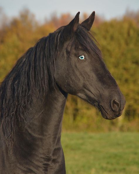 Impossible Pie, Horse Barn Plans, Horse Reference, Black Stallion, Black Horses, Most Beautiful Horses, Horse Crazy, Equine Photography, Horse Life