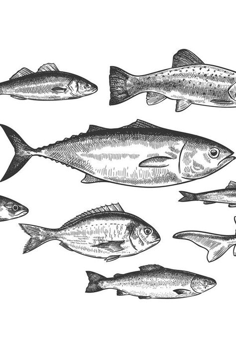 School Of Fish Drawing, Hatch Drawing, Fish School, Fish Sketch, Drawn Fish, School Illustration, Plenty Of Fish, Fish Tattoo, Fish Illustration