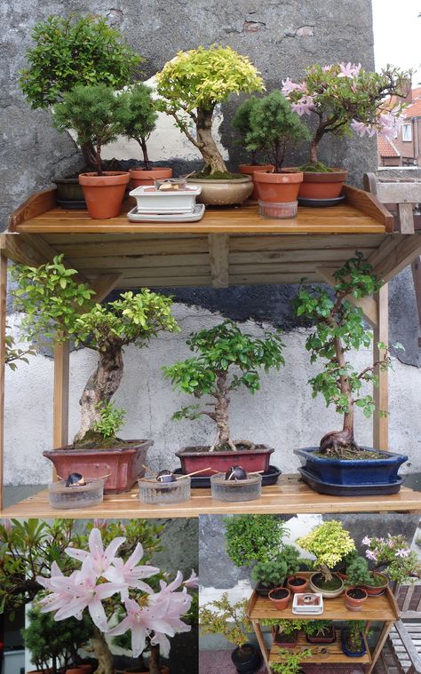 my small bonsai garden Bonsai Garden Landscaping, Bonsai Bench, Bonsai Kelapa, Bonsai Kit, Terra Cotta Pots Garden, Short Trees, Bonsai Diy, Bonsai Mini, Jade Bonsai