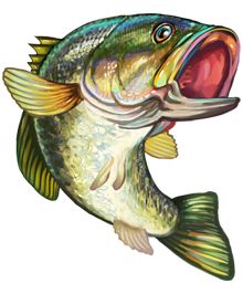 Kayak Fishing Gear, Fish Clipart, Fish Artwork, Bass Fishing Tips, Bass Fish, Fishing Pictures, Fish Drawings, Lake Fishing, Fish Painting