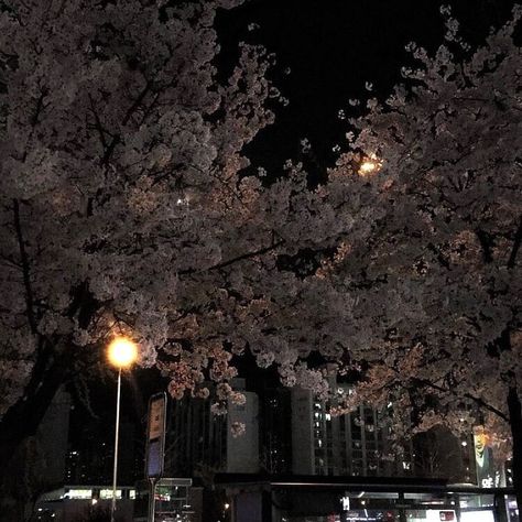 The City At Night, City At Night, At Night, Cherry Blossom, The City, Blossom, Cherry, Trees