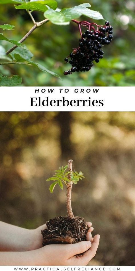 How to Grow Elderberries Elderberry Growing, Elderberry Plant, Elderberry Bush, Homestead Gardens, Home Vegetable Garden, Growing Fruit, Fruit Garden, Food Garden, Gardening Landscaping