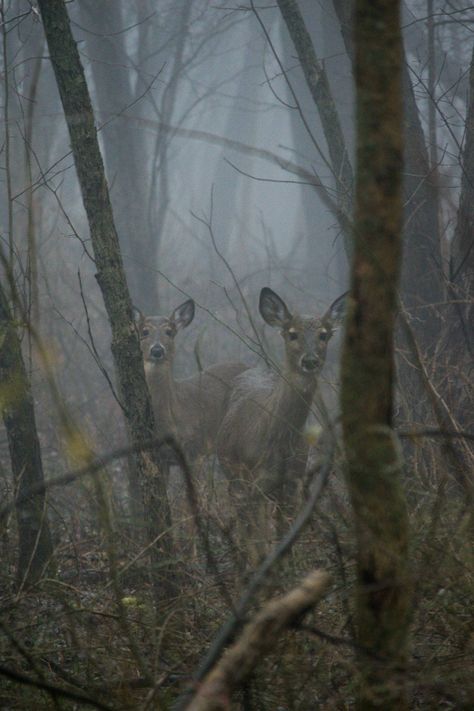 Simple Is Beautiful, Rural Lifestyle, Nature Vintage, White Nature, Southern Gothic, Vintage Traditional, Rustic Cottage, Sendai, Whitetail Deer