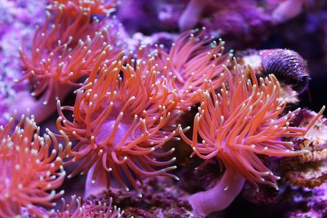 Sea Anemone Proteins Could Help Fix Damaged Hearing Clownfish And Sea Anemone, Sea Anemones, New Nature Wallpaper, Cnidaria, Sea Anemone, Deep Sea Creatures, Sea Coral, Clown Fish, Ocean Creatures