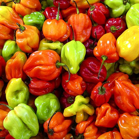 Jamaican Hot Peppers. 100,000 - 350,000 Scoville Units. Scotch Bonnet’s are brightly colored chile peppers; these Jamaican hot chiles are typically red or yellow when fully ripe. They can be eaten fresh by those seeking a high from the fiery burn and are also great for pickling, garnishes, sauces and jerk rubs. The Scotch Bonnet is also known as Boabs Bonnet, Scotty Bons, Bonney peppers, or Caribbean red peppers. Hot Peppers Plants, Hot Pepper Seeds, Scotch Bonnet Pepper, Jamaican Dishes, Scotch Bonnet, Caribbean Cuisine, Habanero Peppers, Chilli Pepper, Pepper Plants