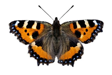 Tortoiseshell Butterfly, Tattoo Reference, Bio Art, Butterfly Images, Bee Art, Kingfisher, Beautiful Butterflies, Tortoise Shell, Stock Photography