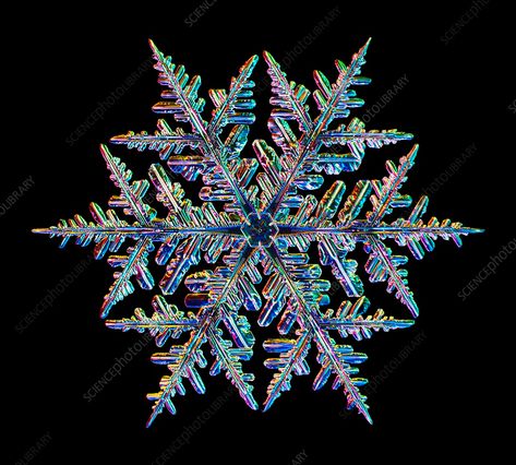 Light micrograph of a fernlike stellar dendrite snowflake. Snowflakes are symmetrical ice crystals that form inside clouds when water vapour condenses directly into ice. The exact shape of each snowflake depends on local climatic conditions within the precise area of the cloud where it is formed. As such, no two snowflakes are identical, with each individual pattern emerging as the crystal grows. Dendritic snowflakes are fairly large crystals, typically 2-4 millimetres in diameter, that are easi Snowflake Photography, Snow Flake Tattoo, Snowflakes Real, Geometry In Nature, Frozen Wallpaper, Snowflake Lights, Snowflake Photos, Snow Crystal, Snow Fairy