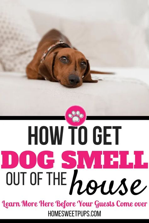 Dog Pee Smell, Pee Smell, Stinky Dog, Urine Smells, Pet Smell, Dog Urine, House Smell Good, Dog Smells, Dog Pee