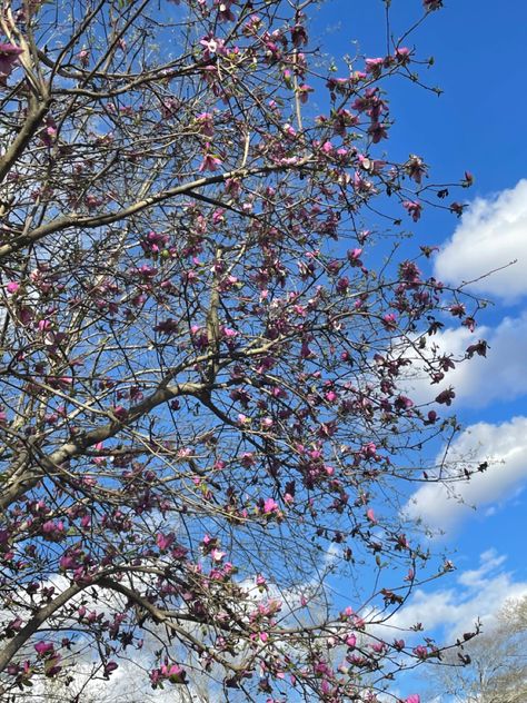 Tags- nature foliage branch buds tree forest springtime garden pink floral flower Tree Buds Spring, Tree Buds, Spring Tree, Tree Forest, Floral Flower, Floral Flowers, Spring Time, Pink Floral, Forest