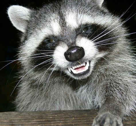 When your smiling  :) Raccoon Smiling, Raccoon Teeth, Happy Raccoon, Animal Reference, Raccoon Funny, Painting Inspo, Racoon, Spirit Animal, The Darkest