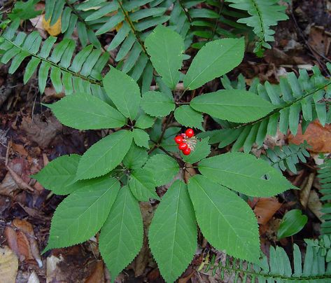 A ginseng plant in the wild. Growing Ginseng, Ginseng Plant, Endangered Plants, Perennial Herbs, Herbs For Health, Garden Pictures, Herb Seeds, Healing Herbs, Bulb Flowers