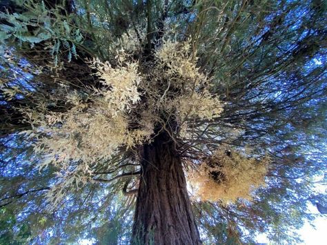 Humboldt Redwoods State Park, Tree Growth, Ancient Trees, Creek Bed, A Burden, Atlas Obscura, Into The Forest, Redwood Forest, Ancient Tree