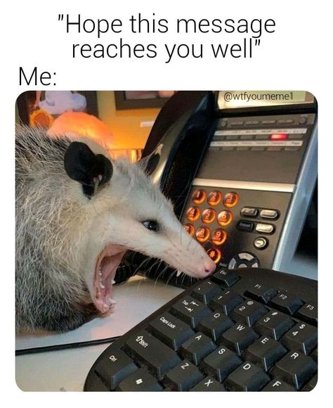 Possum Funny, Awesome Possum, Your Honor, Self Deprecating Humor, Trash Panda, Work Memes, Silly Animals, Fitness Yoga, Animal Jokes