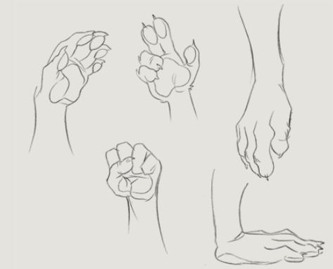 Five fingered paw tutorial Hand Paw Drawing, Tabaxi Drawing Base, Animal Hand Drawing, Anthro Paws Reference, Paw Hands Drawing, Anthro Paws, How To Draw Paws, Drawing Paws, Paw Hands