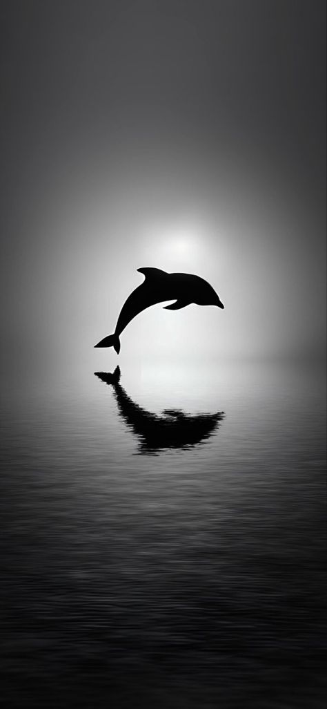 Dauphin Aesthetic, Dolphin Photography, Dolphin Images, Silhouette Photography, Free Items, Dolphins, Book Art, Drawings, Photography