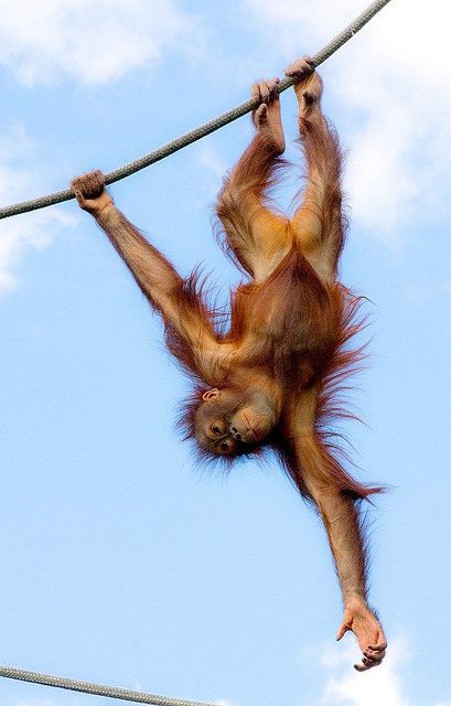 Young Orangutan Hanging Out  ----   (by Evan Animals, via Flickr) Tapanuli Orangutan, Monkey Hanging, Mad Monkey, Monkey Family, Hanging Monkey, Baby Orangutan, Ape Monkey, Mandrill, Zoo Babies