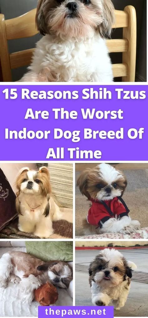 Please allow us to save you from making the worst decision in your life.; and that is to adopt a Shih Tzu. They are the scariest creatures and definitely not worth your time. here are 15 reasons why. Shih Tzu Puppy Training, Dog Grooming Shih Tzu, Shih Tzu Rescue, Perro Shih Tzu, Shitzu Dogs, Shih Tzu Grooming, Shitzu Puppies, Bear Dog, Indoor Dog