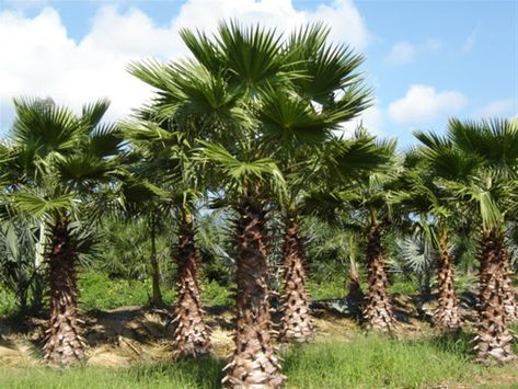 Washingtonia Palm, Mexican Fan Palm, Punta Gorda Florida, Fan Palm, Tree Nursery, Native American Peoples, Tropical Landscaping, Plant Nursery, Landscape Projects