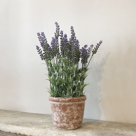 Pot de Lavande | Authentic Provence Lavender Potted Plant, Potted Lavender, French Style Homes, Lavender Plant, Topiaries, Patio Garden, Interior Accessories, Potted Plants, Watercolor Flowers