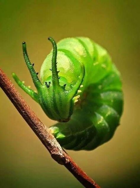 Dragonhead Caterpillar, Green Caterpillar, Butterfly Caterpillar, Moth Species, Butterfly Family, Cool Insects, Cool Bugs, Beautiful Bugs, Mythical Creature