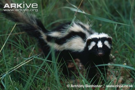 The Zorilla (zorro-godzilla, what?)    Meet the Zorilla.  Despite the similar appearance, this is not a skunk!  Native to Africa, the Zorilla (commonly called the Striped Polecat) is a member of the weasel family.....wait, so it doesn't stink? I want one! Striped Polecat, Spotted Skunk, Black Footed Ferret, Fisher Cat, Honey Badger, Interesting Animals, Sugar Glider, Tat Ideas, African Wildlife