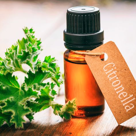 11 Natural Bug Repellents Worth Trying Antifungal Essential Oil, Homemade Bug Repellent, Mosquito Repellent Homemade, Antibacterial Essential Oils, Citronella Plant, Citronella Essential Oil, Natural Bug Repellent, Natural Mosquito Repellant, List Of Essential Oils