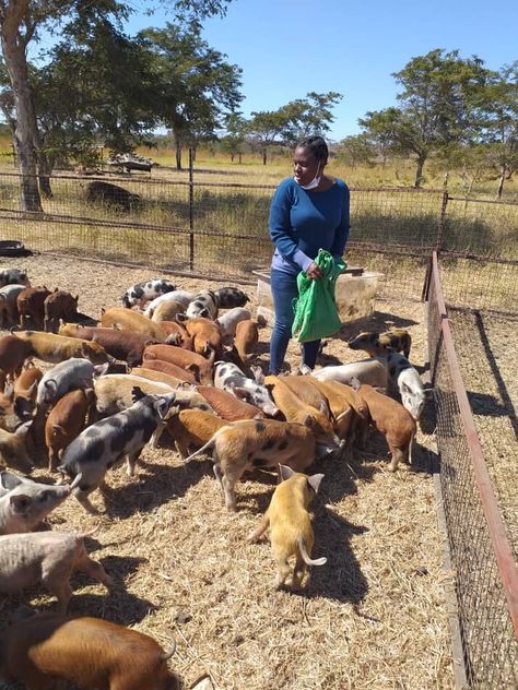 Kadoma Woman Empowered Through Pig Farming - NewZimbabwe.com Shona Language, Pig Rearing, Artificial Insemination, Young Farmers, How To Make Bacon, Online Newspaper, Pig Farming, Lots Of Money, Free Range