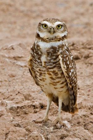 Burrowing Owl Facts for Kids - NatureMapping Owl Facts For Kids, Desert Owl, Burrowing Owls, Owl Facts, North American Animals, Owl Photography, Burrowing Owl, Desert Animals, Owl Illustration